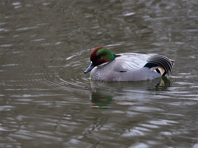 <%VK.Falcated Duck,%>