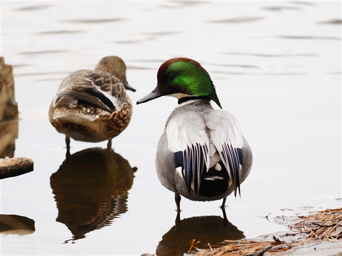 <%VK.Falcated Duck,%>