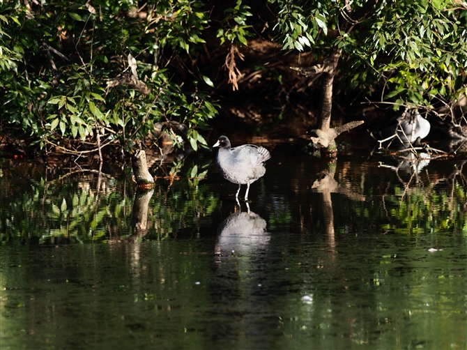 <%IIo.Eurasian Coot,%>