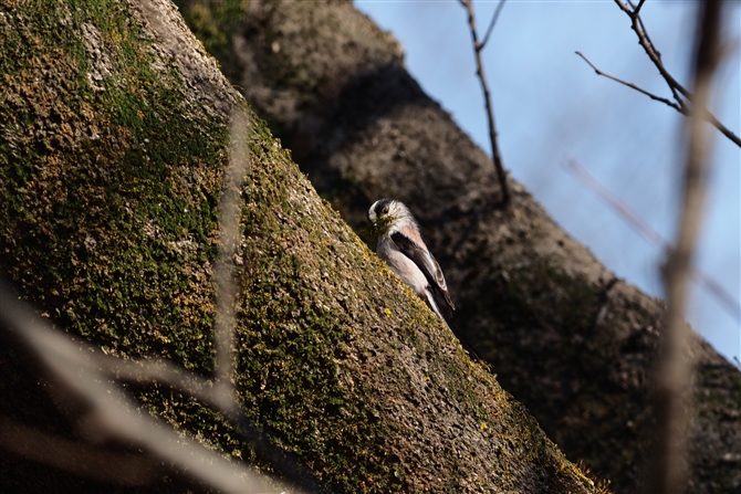 <%GiK,Long-tailed Tit,%>