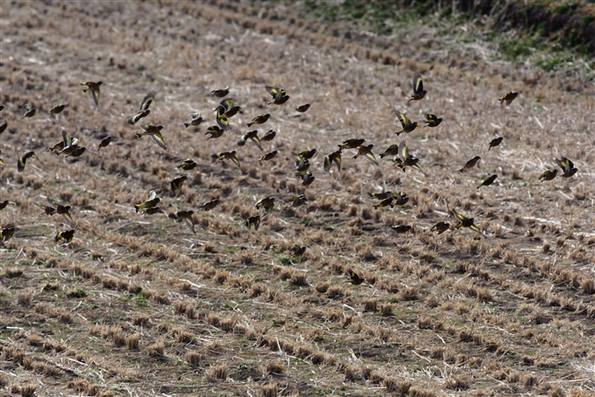 <%Jq.Oriental Greenfinch,%>