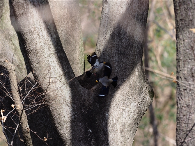 <%CJ,Japanese Grosbeak,%>