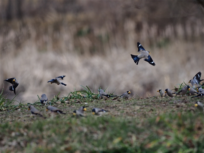 <%CJ,Japanese Grosbeak,%>