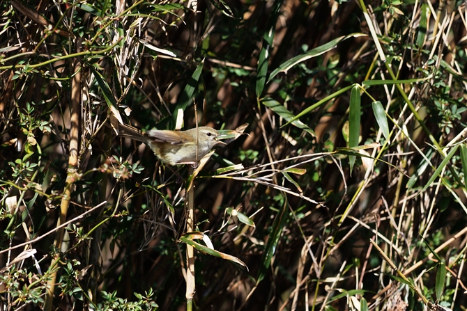 <%EOCX,Japanese Bush Warbler,%>