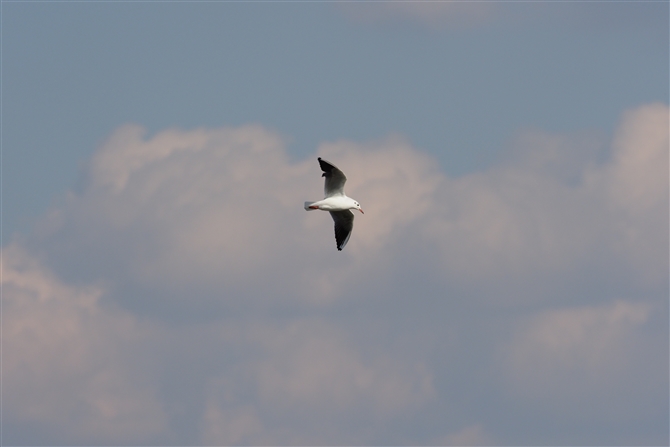 <%J.Black-headed Gull,%>