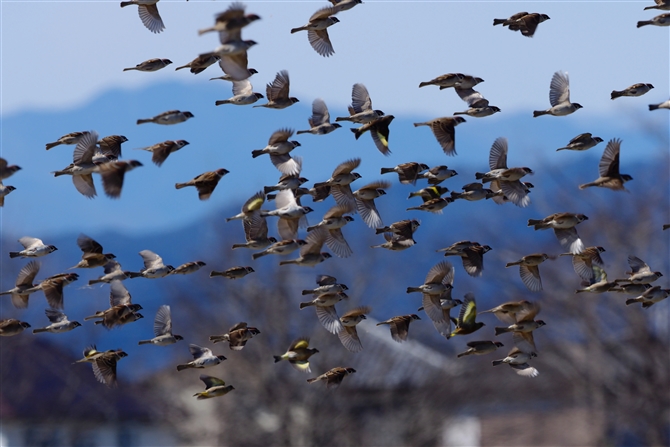 <%XY.Eurasian Tree Sparrow,%>