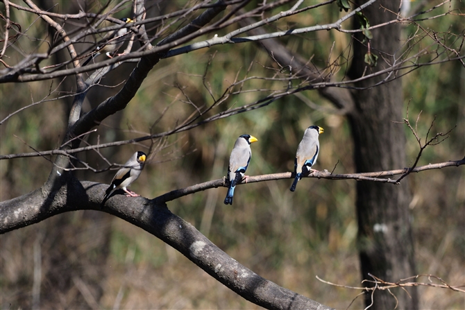 <%CJ,Japanese Grosbeak,%>