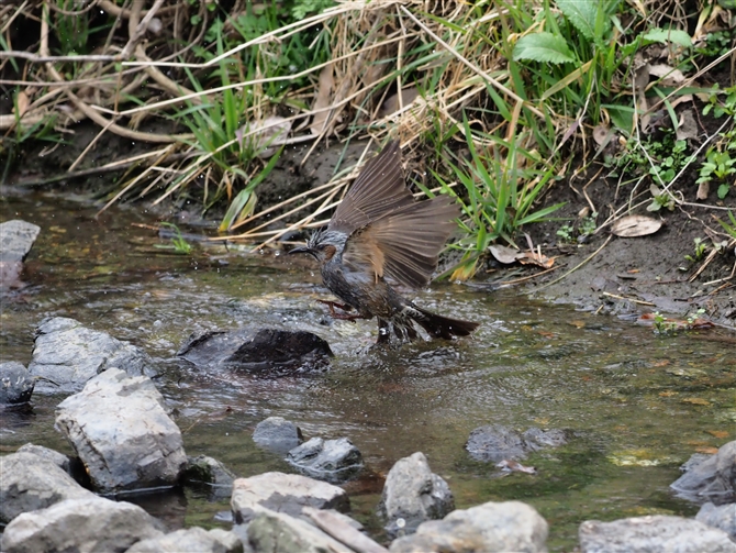 <%qh,Brpwn-eared Bulbul,Masked Booby%>