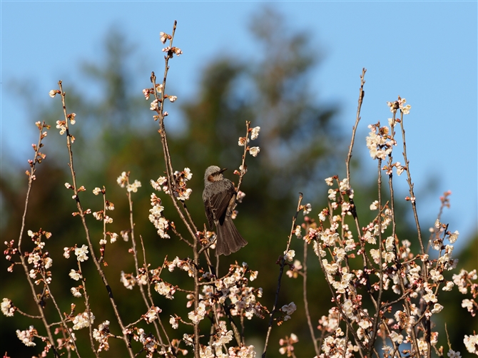 <%qh,Brpwn-eared Bulbul,Masked Booby%>