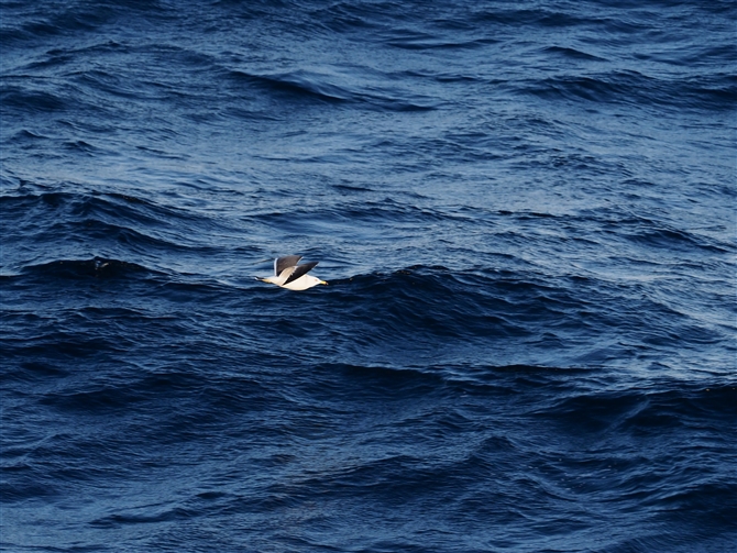 <E~lR.Black-tailed Gull%>