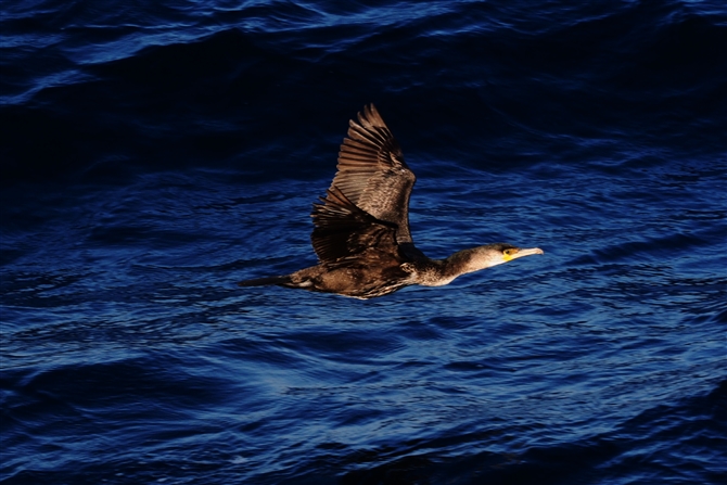 <E~E.Japnese Cormorant%>