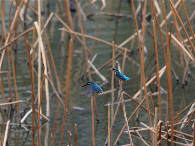 <%JZ~,Common Kingfisher,Masked Booby%>