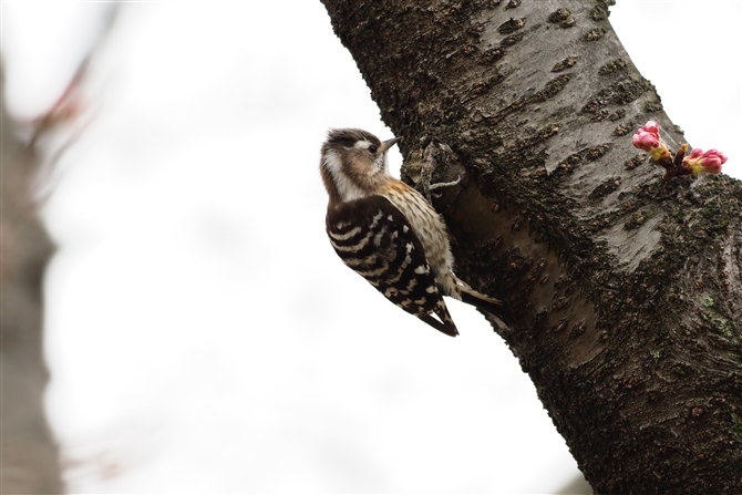 <%RQ,Japnese Pygmy Woodpecker,Masked Booby%>