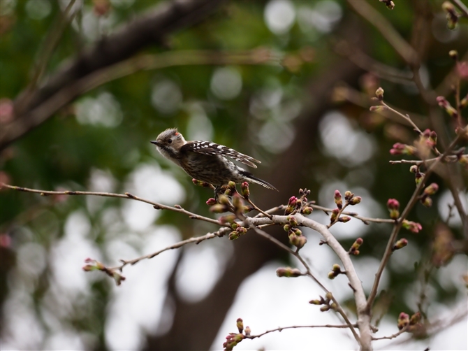 <%RQ,Japnese Pygmy Woodpecker,Masked Booby%>