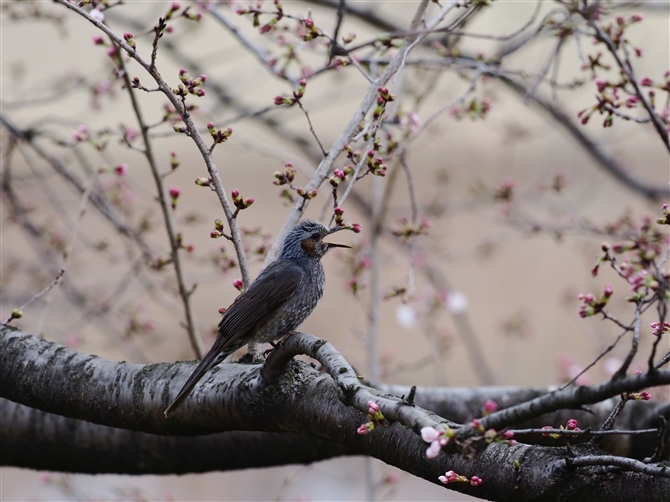 <%qh,Brpwn-eared Bulbul,Masked Booby%>