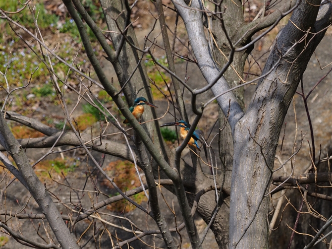 <%JZ~,Common Kingfisher,Masked Booby%>