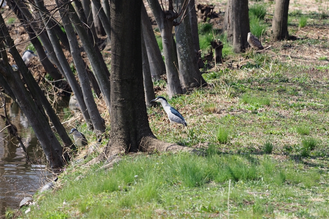 <%SCTM,Black-crowned Night Heron,Masked Booby%>