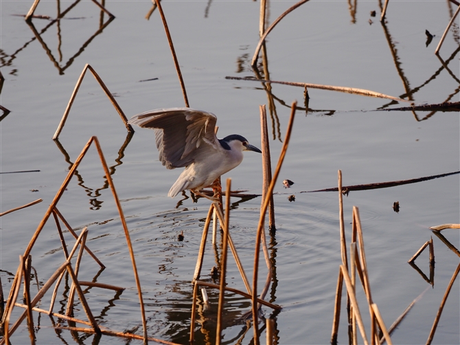 <%SCTM,Black-crowned Night Heron,Masked Booby%>