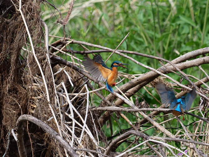 <%JZ~,Common Kingfisher,Masked Booby%>