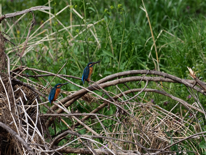 <%JZ~,Common Kingfisher,Masked Booby%>