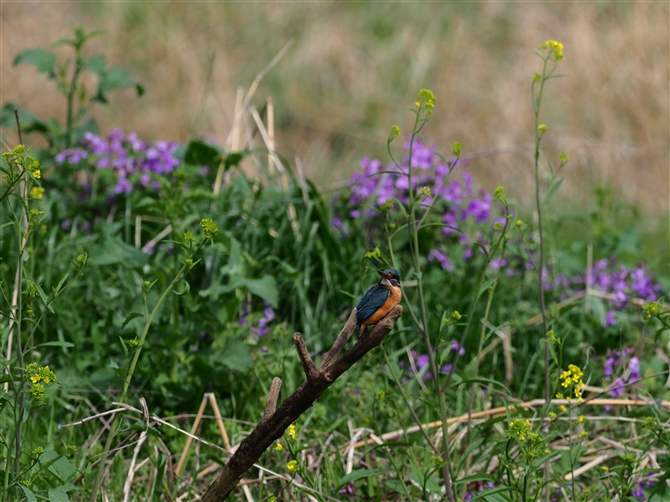 <%JZ~,Common Kingfisher,Masked Booby%>