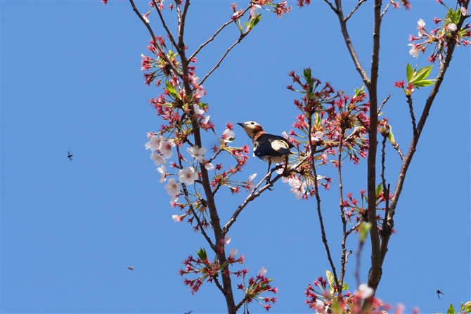 <%RNh,Chestnut-cheeked Starling,Masked Booby%>