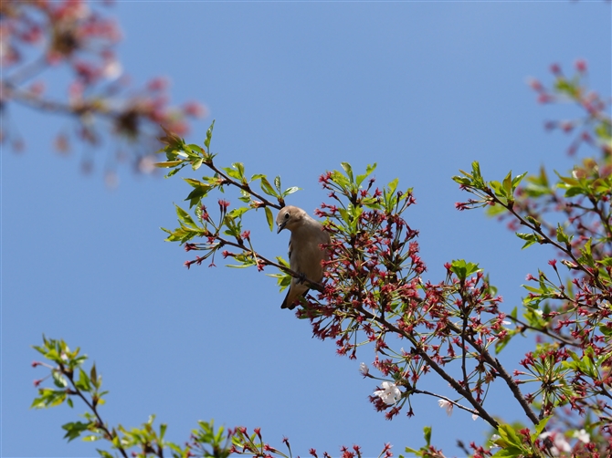 <%RNh,Chestnut-cheeked Starling,Masked Booby%>