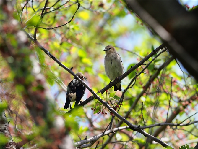 <%RNh,Chestnut-cheeked Starling,Masked Booby%>