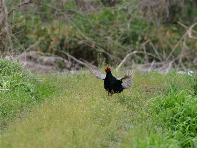 <%LW,Common Pheasant,Masked Booby%>