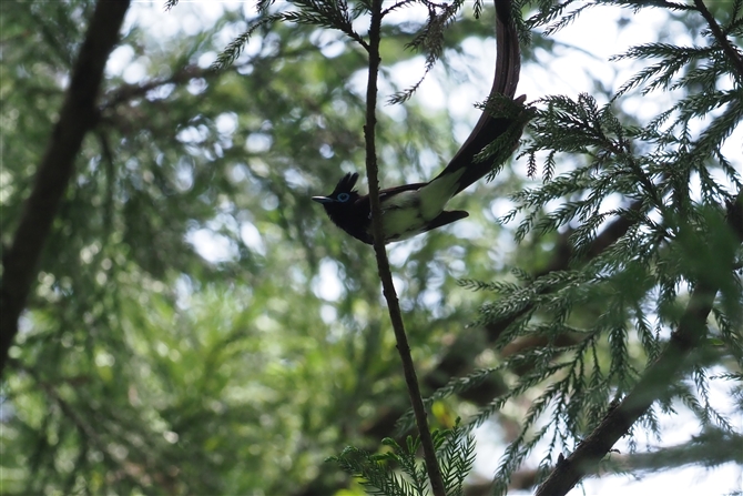 TRE`E,Japanese Paradise Flycatcher