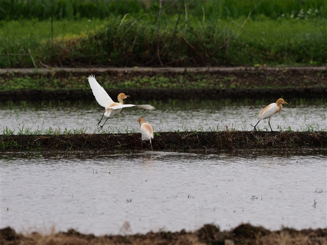 <%A}TM,Cattle Egret,Masked Booby%>