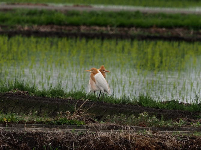 <%A}TM,Cattle Egret,Masked Booby%>