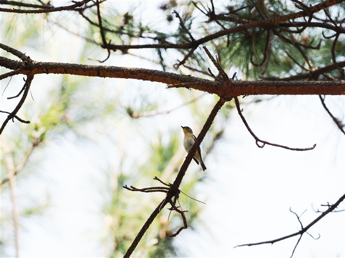 <%M}L,Mugimaki Flycatcher%>