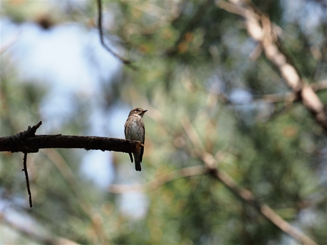 <%G]r^L,Grey-spotted Flycatcher%>