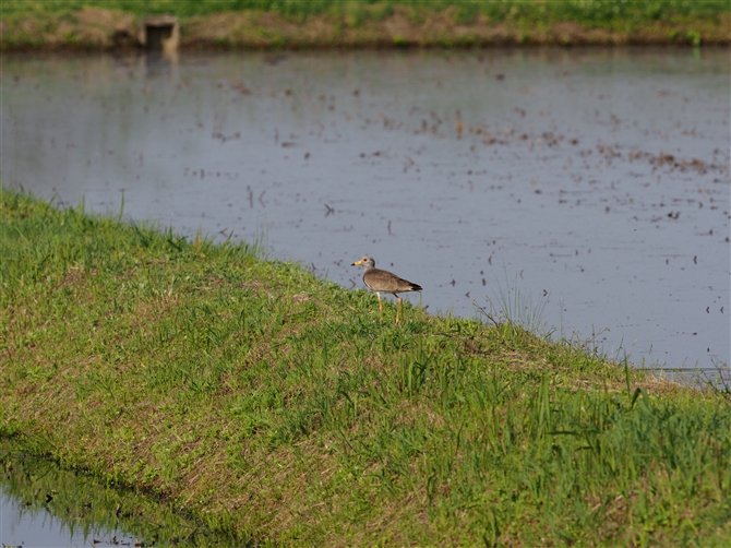 <%P,Grey-headed Lapwing%>