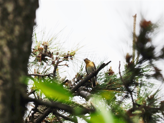 <%M}L.Mugimaki Flycatcher%>