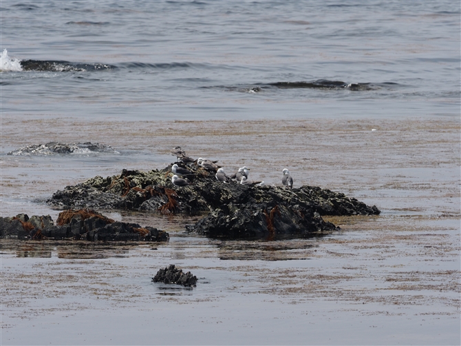 <%E~lR.Black-tailed Gull%>