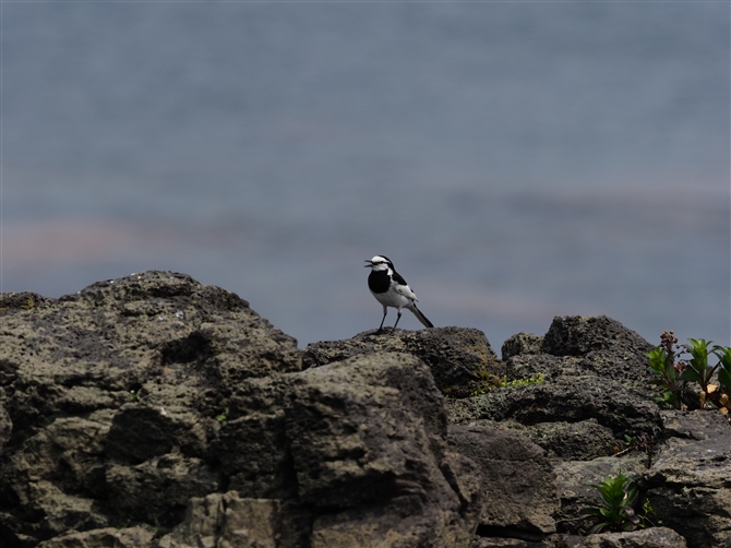 <%nNZLC.White Wagtail%>