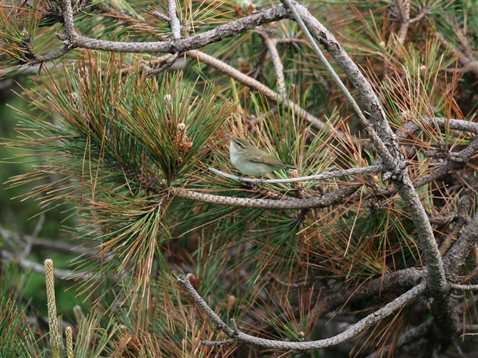 <%{\VNC.Japanese Leaf Warbler%>