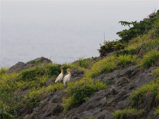 <%A}TM.Cattle Egret%>