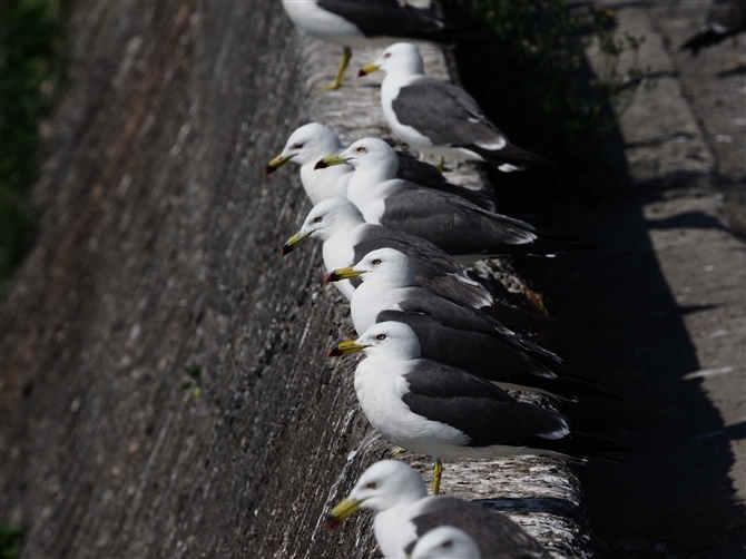 <%E~lR,Black-tailed Gull%>