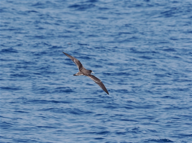 <%II~YiMh,Streaked Shearwater%>