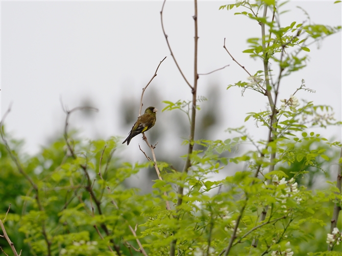 <%Jq.Oriental Greenfinch%>