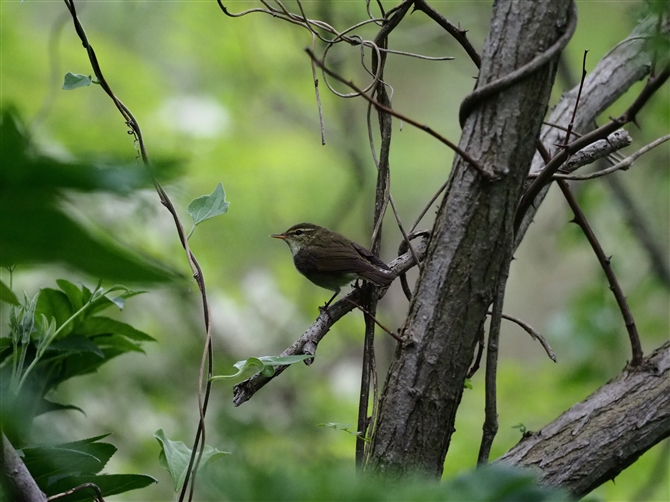 <%{\VNC.Japanese Leaf Warbler%>