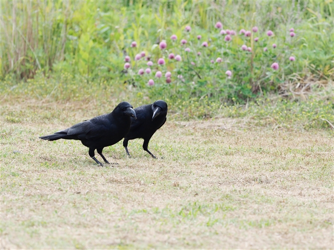 <%nVugKX.Large-billed Crow%>