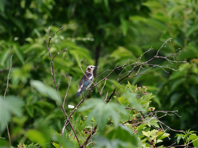 <%RNh.Chestnut-cheeked Starling%>