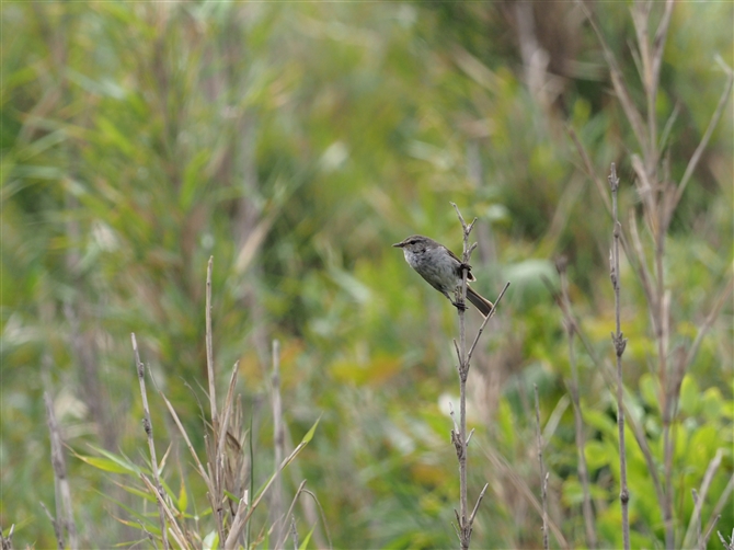 <%EOCX.Japanese Bush Warbler%>