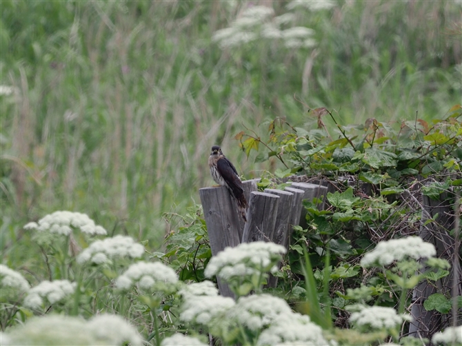 <%WEC`.Rufouse Hawk-Cuckoo%>