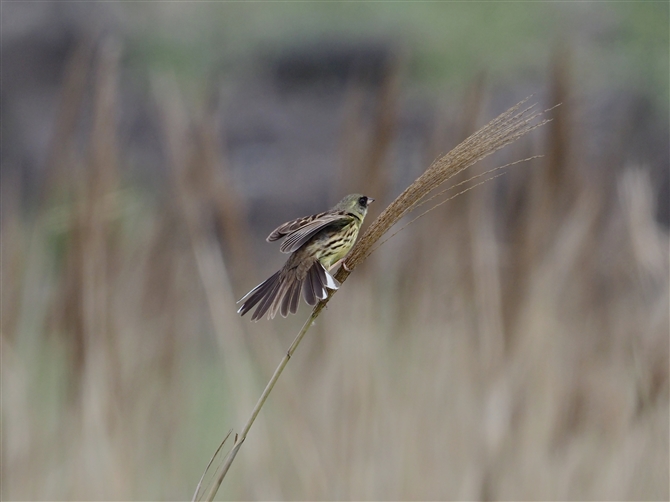 <%AIW.Black-faced Bunting%>