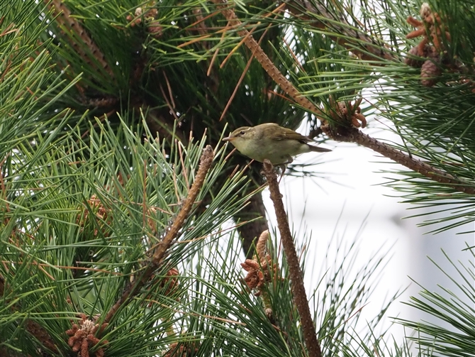 <%{\VNC.Japanese Leaf Warbler%>